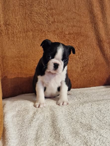 Boston teriér štěně