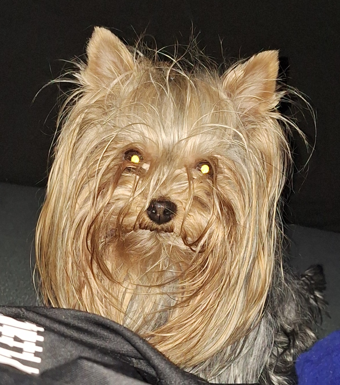 Krycí pes Yorkshire teriér