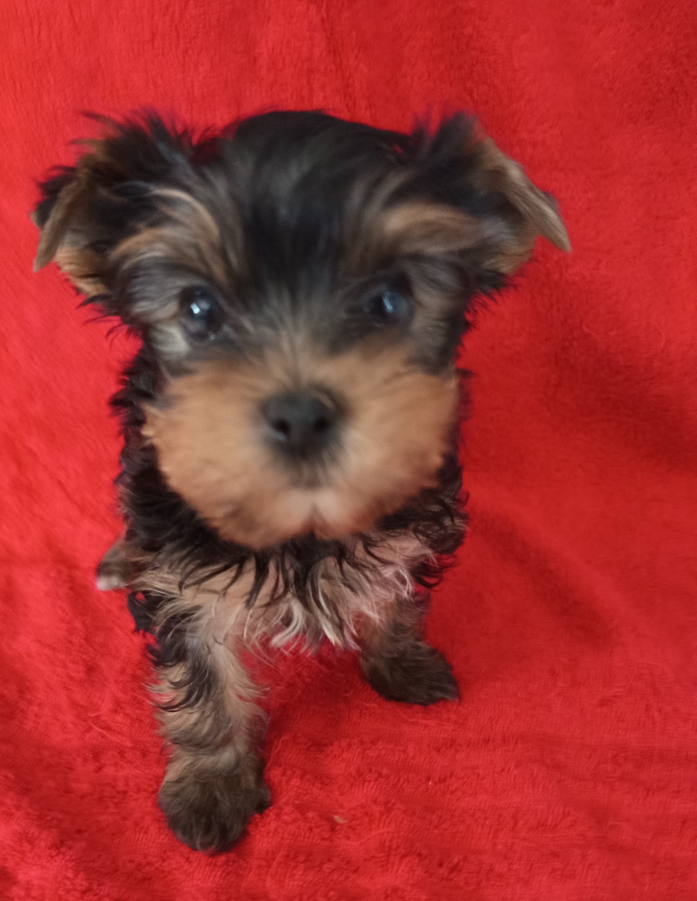 Yorkshire teriér štěňata