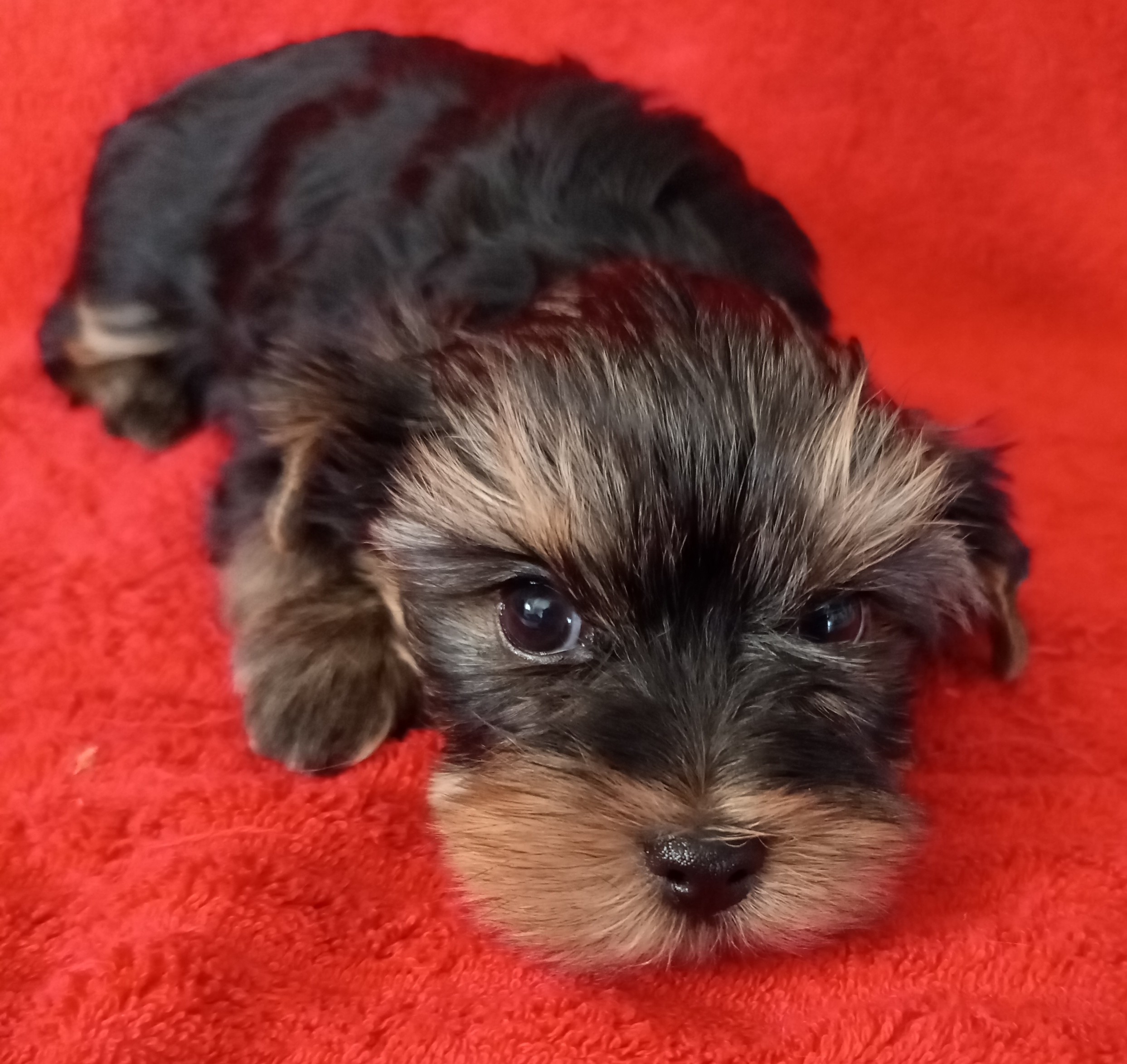 Yorkshire teriér štěňata