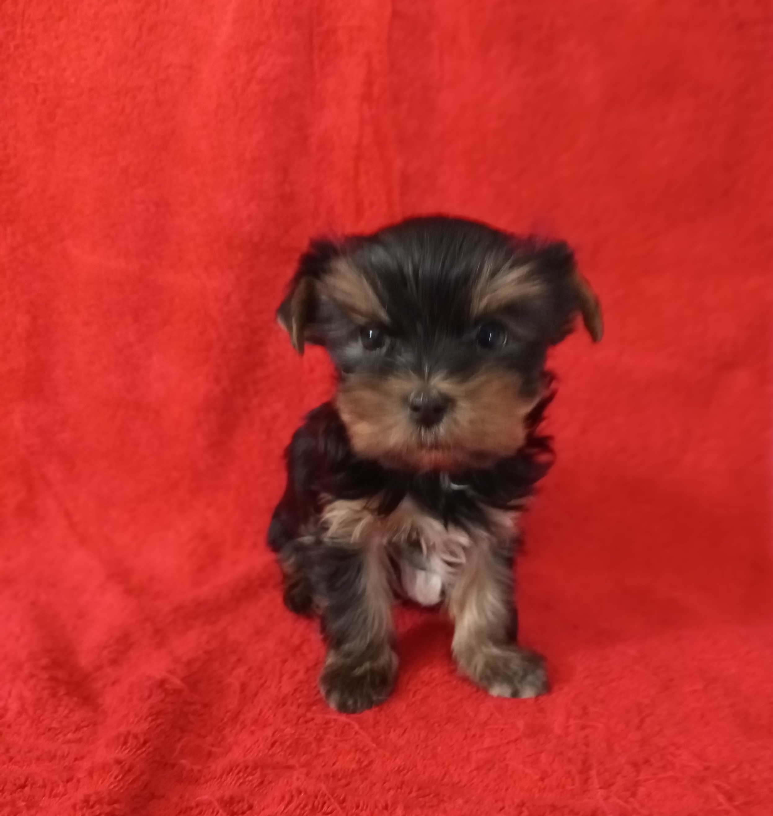 Yorkshire teriér štěňata