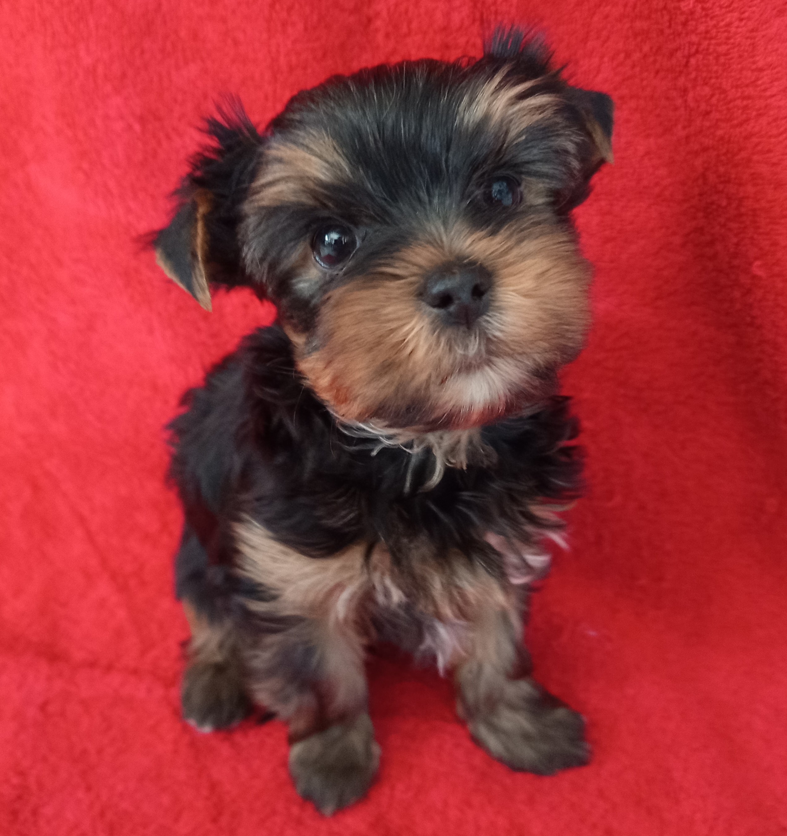 Krycí pes Yorkshire teriér