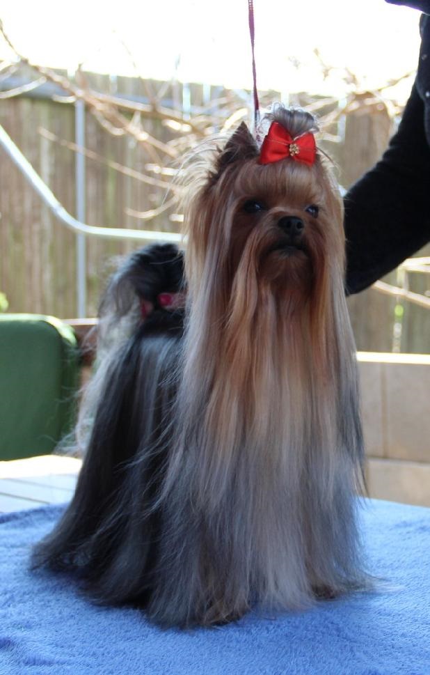 Krycí pes Yorkshire teriér