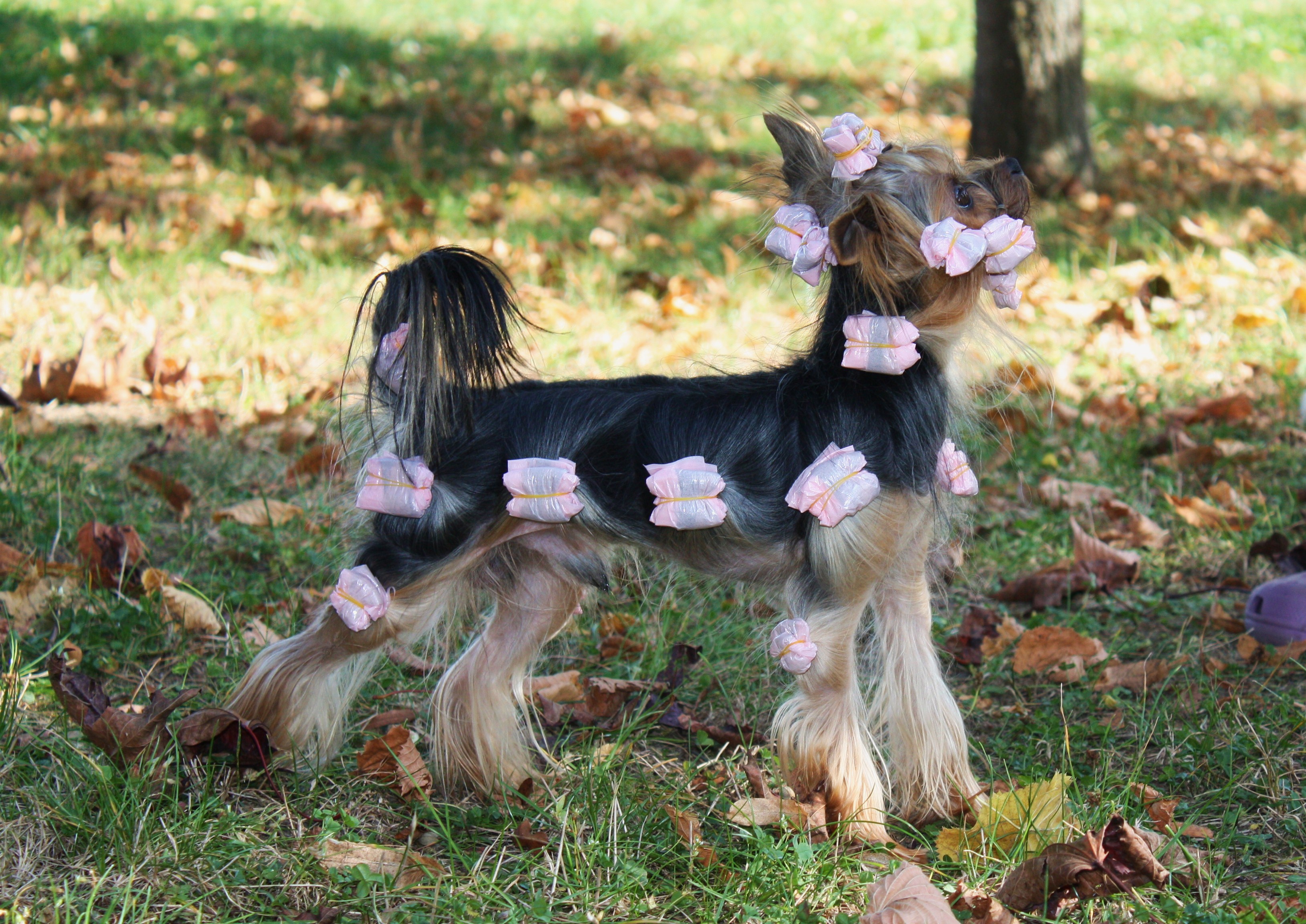 Yorkshire teriér šampion