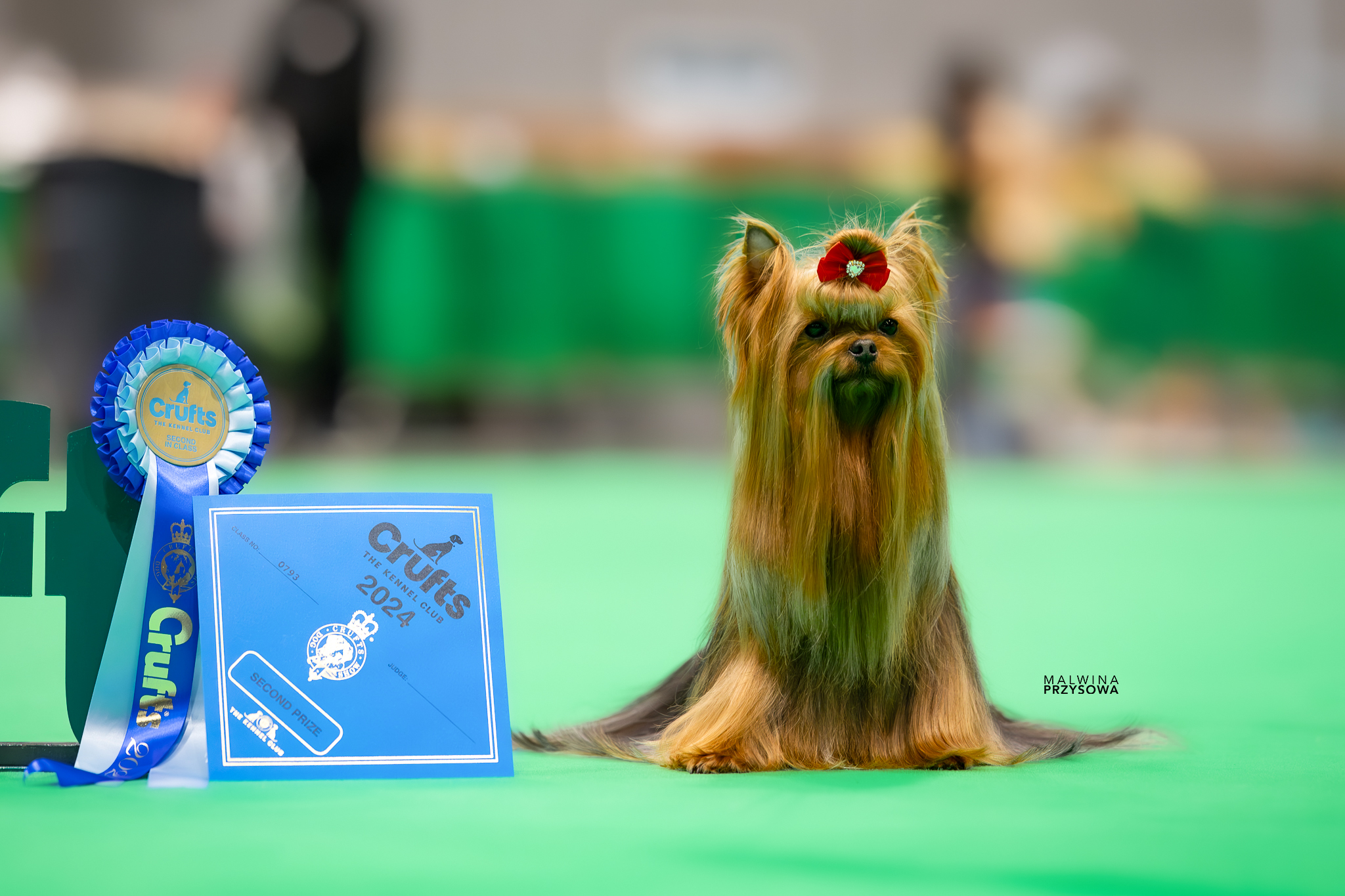 Yorkshire teriér ve výstavním postoji